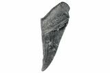 Partial Megalodon Tooth - South Carolina #272564-1